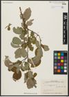 Foto von Salix aegyptiaca L.